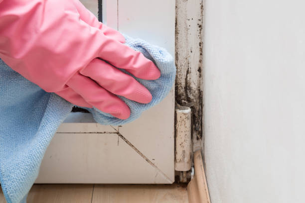 Mold Remediation for Vacation Homes in Lake Success, NY